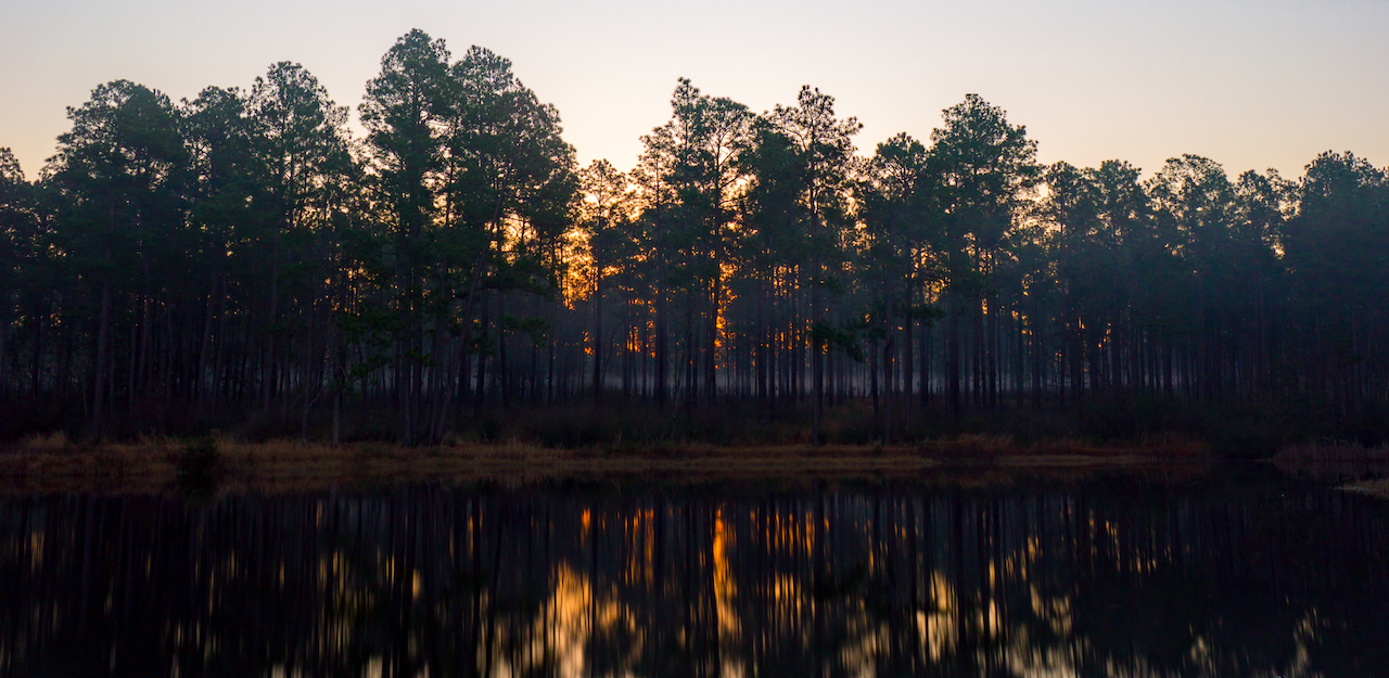 DeSoto National Forest at dawn